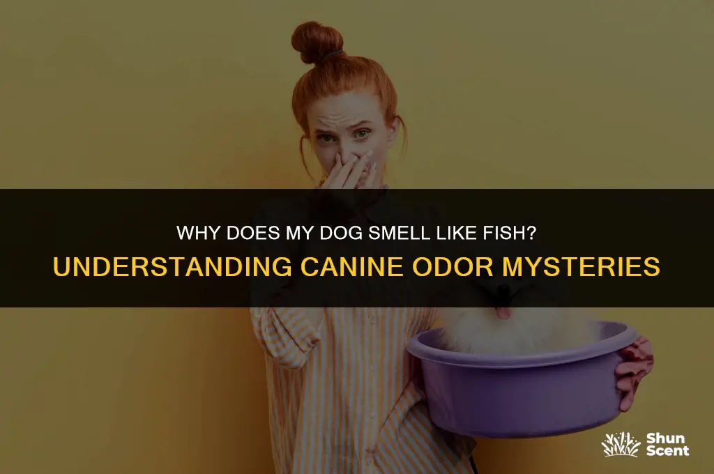 how come my dog smells like fish