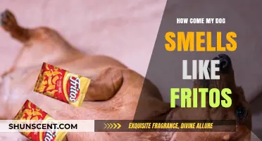 Why Does My Dog Smell Like Fritos? A Canine Odor Mystery