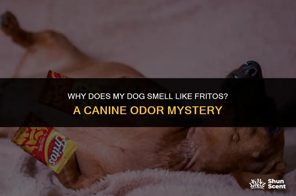 how come my dog smells like fritos