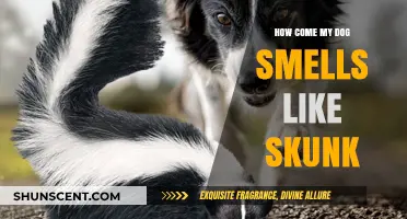 Why Does My Dog Smell Like a Skunk? Causes and Solutions
