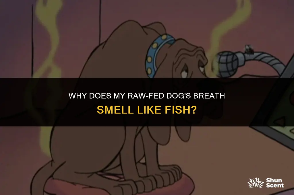 how come my raw fed dogs breath smells like fish
