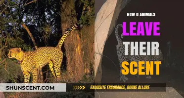 Unveiling the Secret: How Animals Use Scent Marking to Communicate