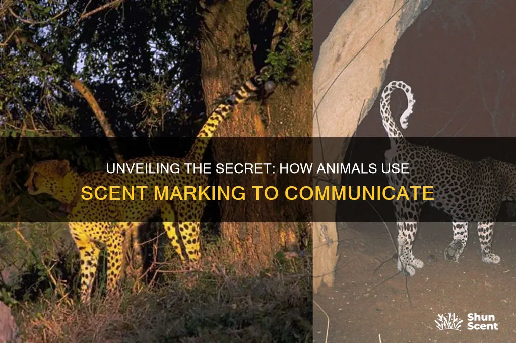 how d animals leave their scent