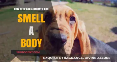Unraveling the Mysteries: Cadaver Dogs' Remarkable Sense of Smell
