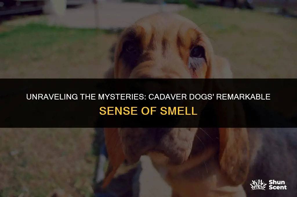 how deep can a cadaver dog smell a body
