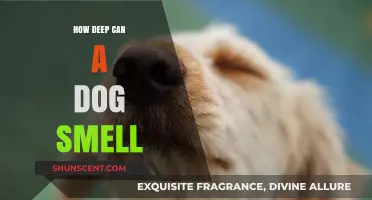 Unleashing the Power: How Deep Can a Dog's Nose Dive?