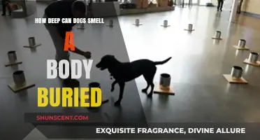 Unleashing the Canine Nose: How Deep Can Dogs Smell a Buried Body?