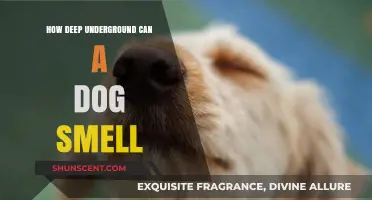Unleashing the Canine Nose: Exploring the Depths of a Dog's Sense of Smell
