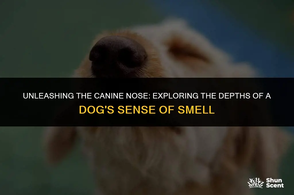 how deep underground can a dog smell