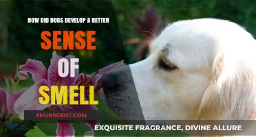 Unleashing the Secrets: How Dogs Evolved Their Extraordinary Sense of Smell