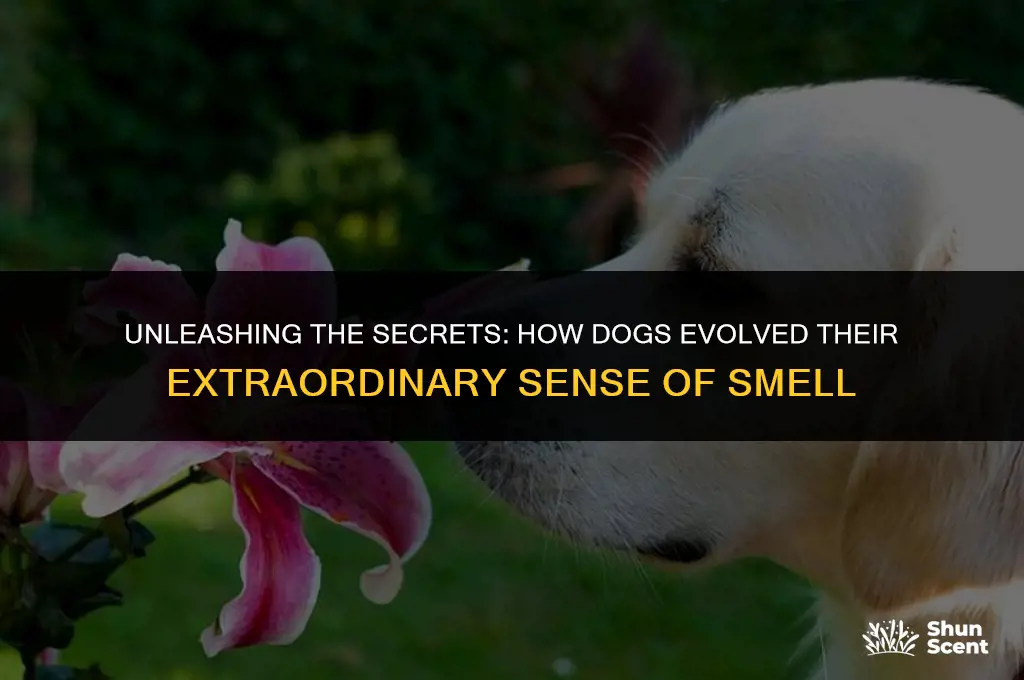 how did dogs develop a better sense of smell