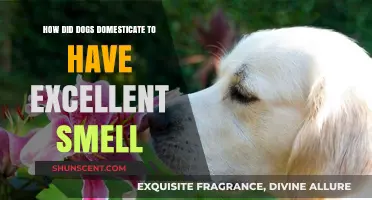 Unleashing the Secrets: How Dogs' Incredible Sense of Smell Evolved