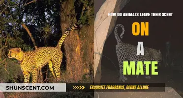 Animal Mating Rituals: The Science Behind Scent Marking Partners