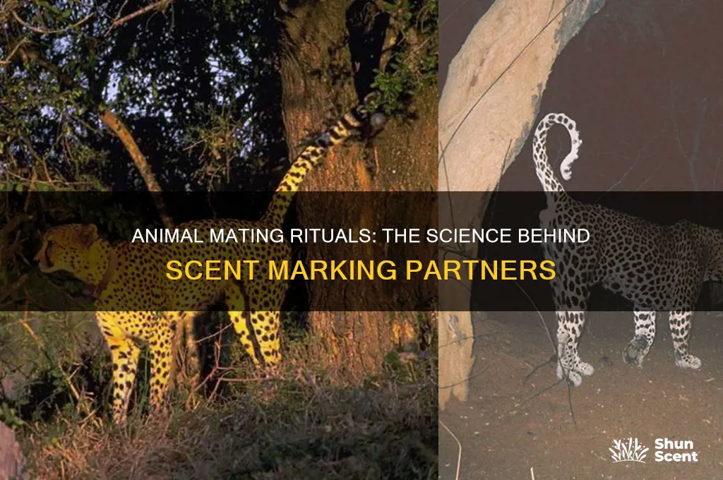 how do animals leave their scent on a mate