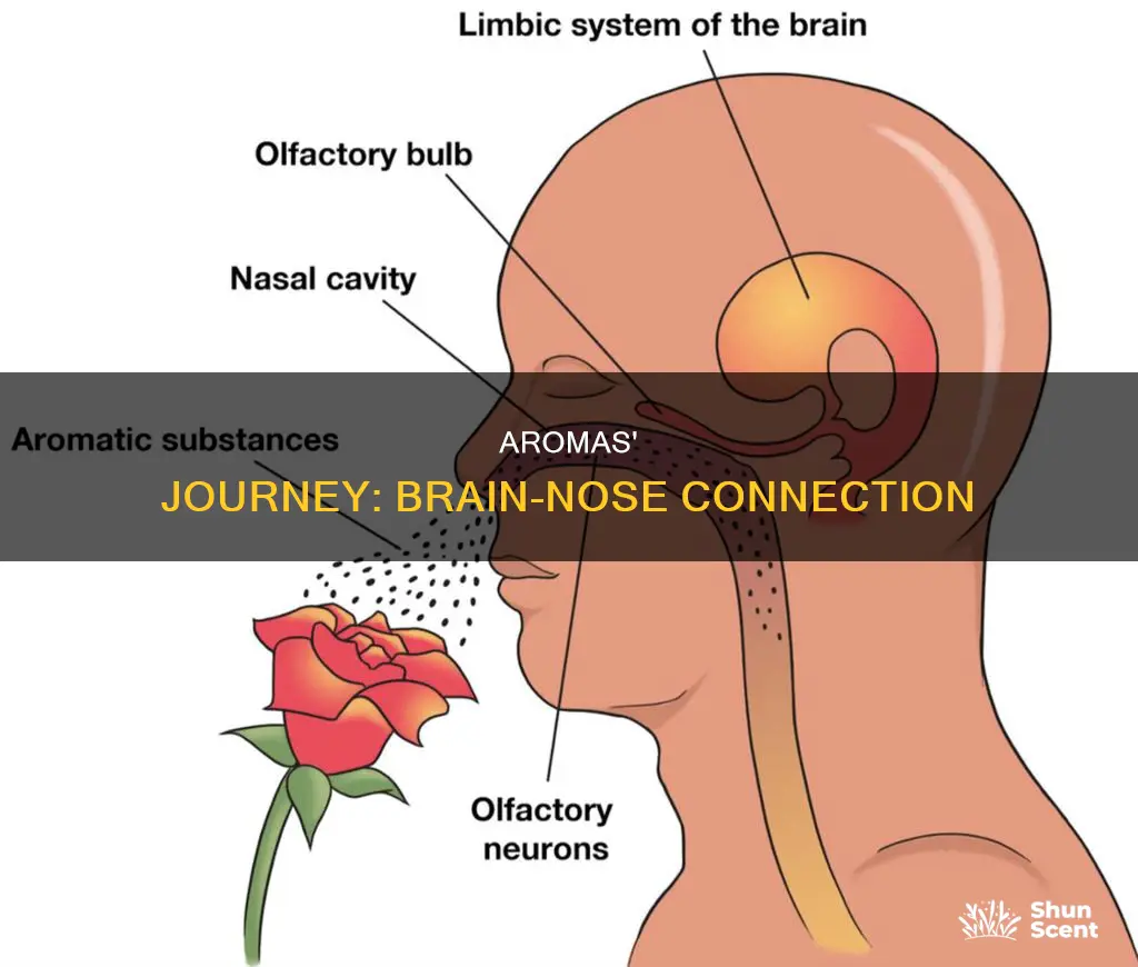 how do aromas reach the brain