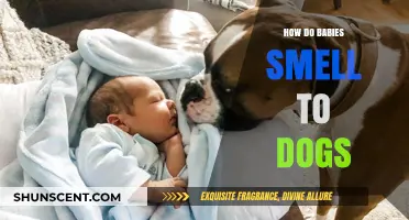 Canine Curiosity: The Unique Scent of Infants to Dogs