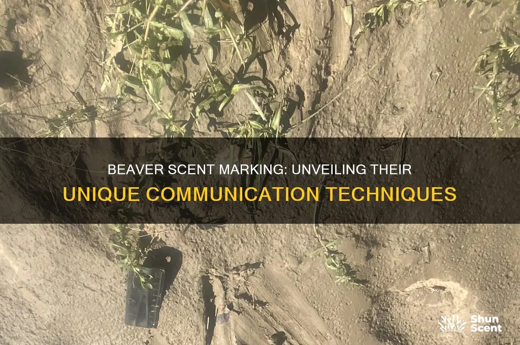 how do beavers scent mark