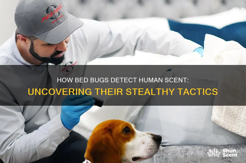 how do bed bugs scent humans