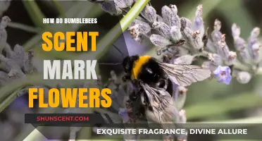 Bumblebees' Secret Scent Marking: How They Tag Flowers for Pollen