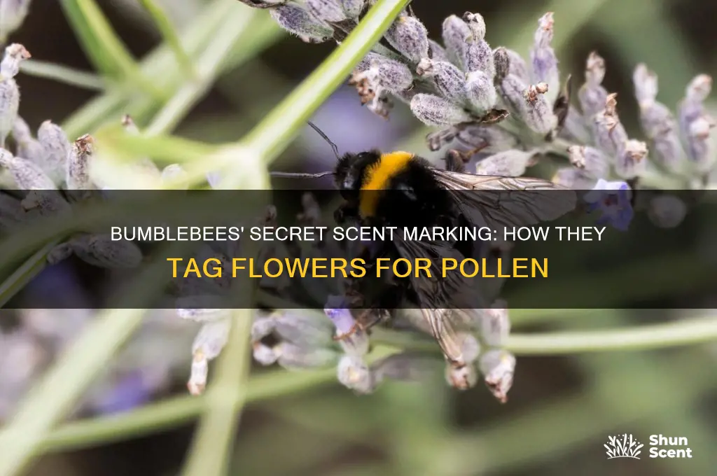 how do bumblebees scent mark flowers