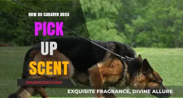 How Cadaver Dogs Detect Human Remains: The Science of Scent Tracking