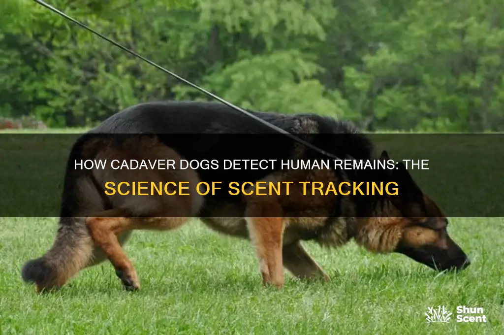 how do cadaver dogs pick up scent