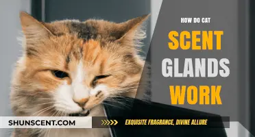 Understanding Cat Scent Glands: How They Work and Why They Matter