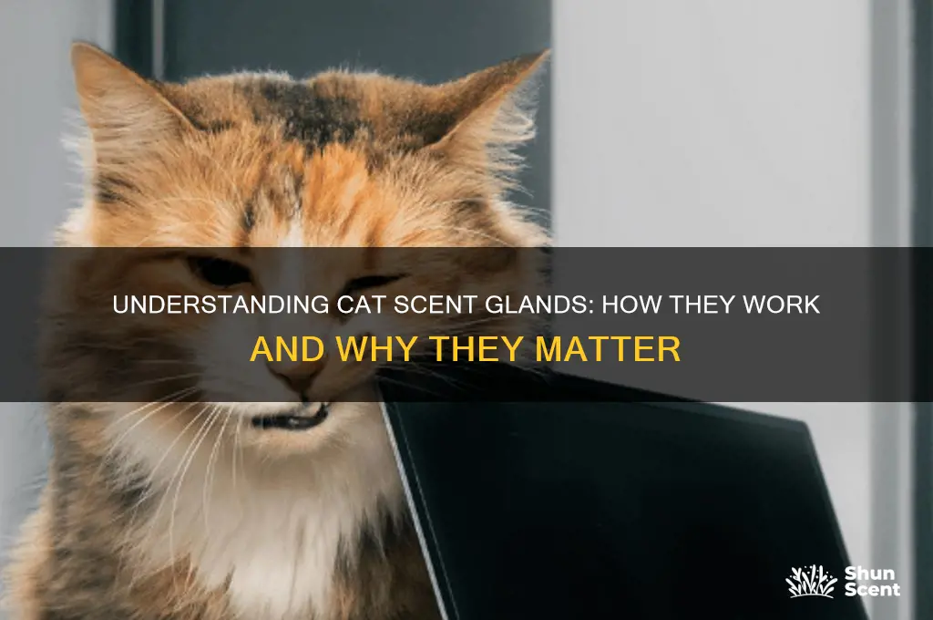 how do cat scent glands work
