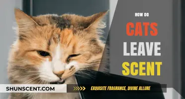 Understanding How Cats Use Scent Marking to Communicate and Claim Territory