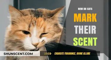 Understanding Feline Scent Marking: How Cats Claim Their Territory