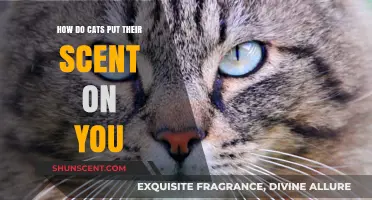Understanding How Cats Mark You with Their Unique Scent