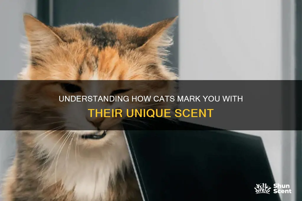 how do cats put their scent on you