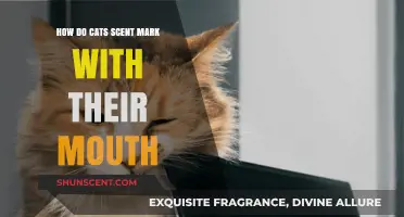 How Cats Use Their Mouth for Scent Marking: Explained