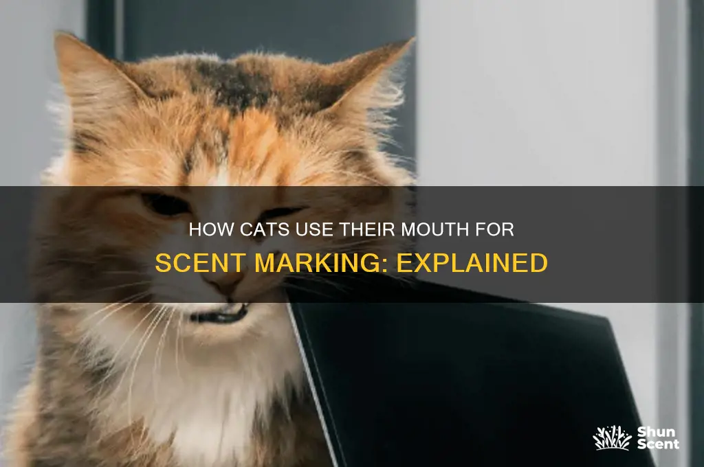 how do cats scent mark with their mouth