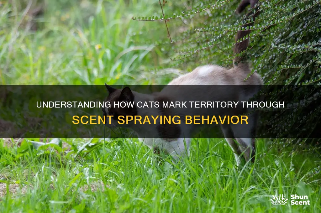 how do cats spray their scent