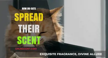 How Cats Mark Territory: The Science of Feline Scent Spreading