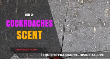 Unveiling the Secrets: How Cockroaches Detect and Use Scents