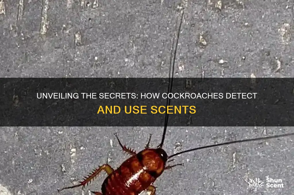 how do cockroaches scent