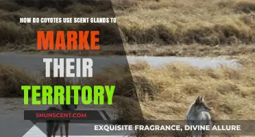 Coyote Scent Glands: Unveiling Territorial Marking Secrets in the Wild