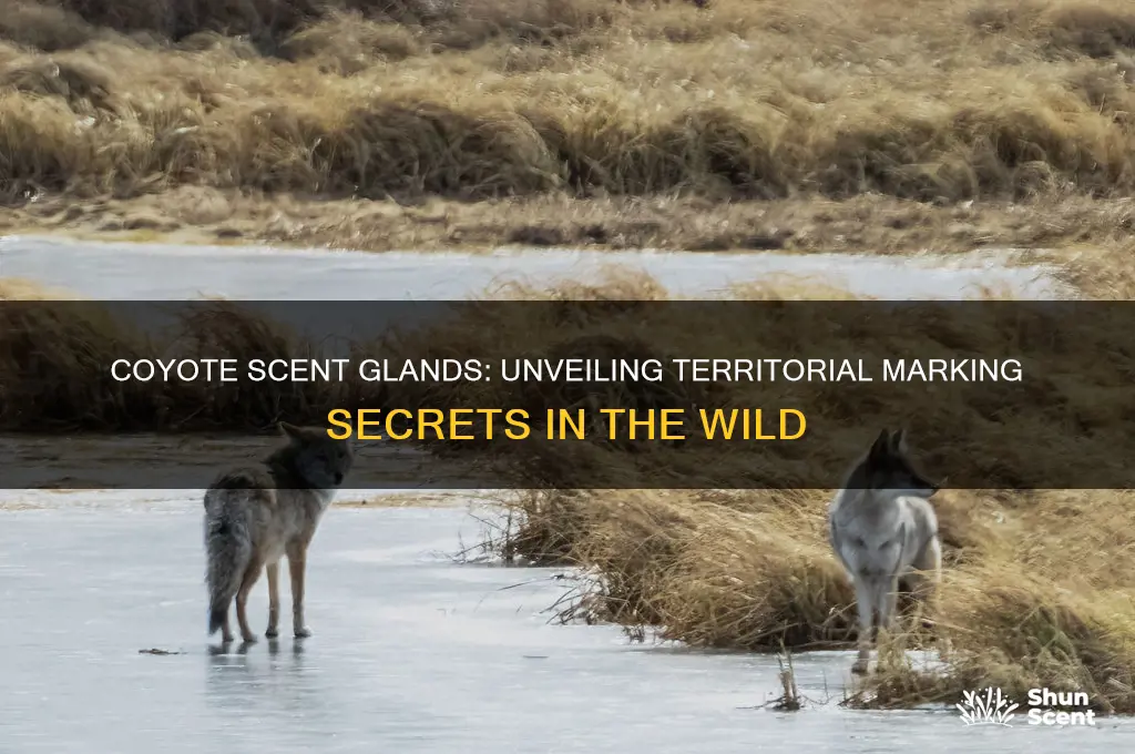 how do coyotes use scent glands to marke their territory