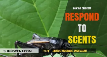 Cricket Olfactory Secrets: Unveiling Their Scent-Driven Behaviors and Responses