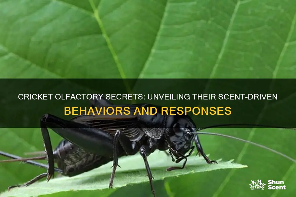 how do crickets respond to scents