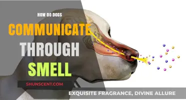 Decoding Canine Conversations: The Secret Language of Smell
