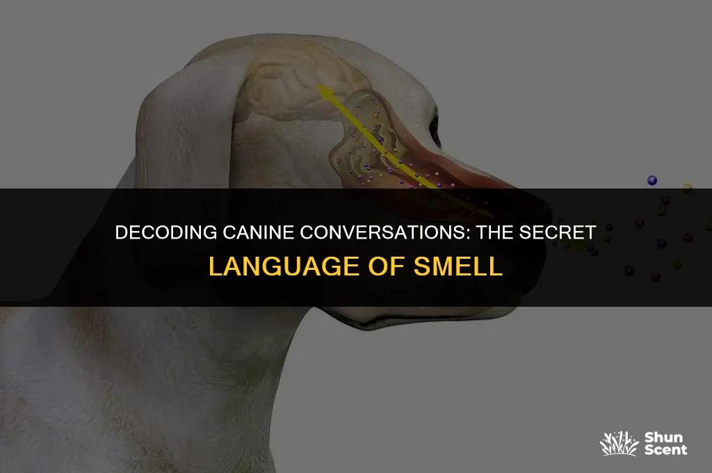 how do dogs communicate through smell