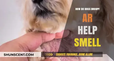 Unlocking Canine Secrets: The Surprising Role of Droopy Ears in Dog Smell