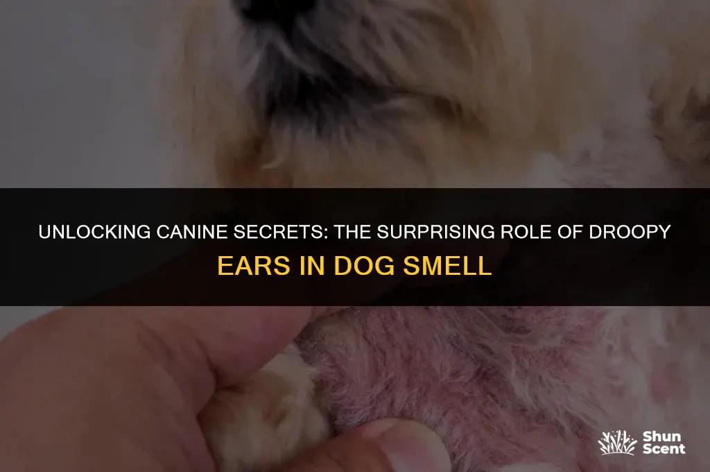 how do dogs droopy ar help smell
