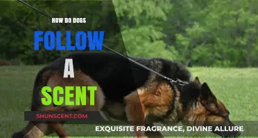 Unleashing the Mystery: How Dogs Master the Art of Scent Tracking