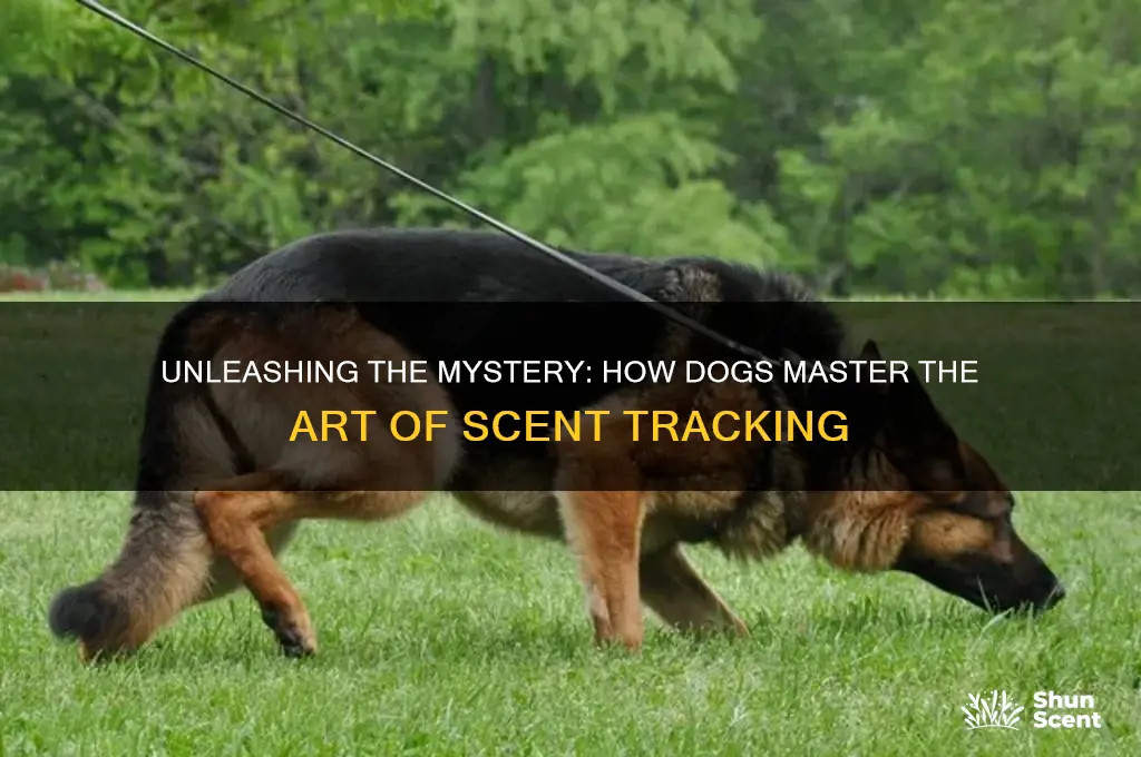 how do dogs follow a scent