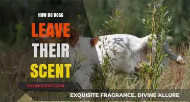 Understanding How Dogs Use Scent Marking to Communicate and Claim Territory