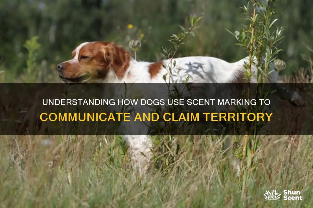 how do dogs leave their scent